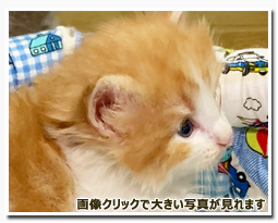 ノルウェージャンフォレストキャット