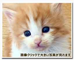 ノルウェージャンフォレストキャット