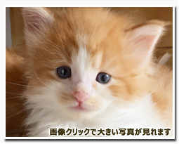 ノルウェージャンフォレストキャット