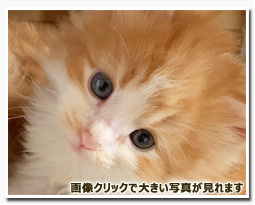 ノルウェージャンフォレストキャット