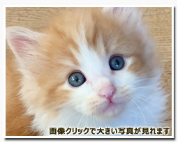 ノルウェージャンフォレストキャット