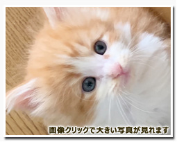 ノルウェージャンフォレストキャット