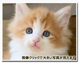 ノルウェージャンフォレストキャット