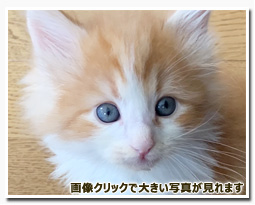 ノルウェージャンフォレストキャット