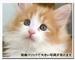 ノルウェージャンフォレストキャット