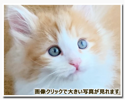 ノルウェージャンフォレストキャット