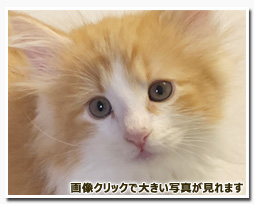 ノルウェージャンフォレストキャット