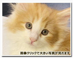 ノルウェージャンフォレストキャット