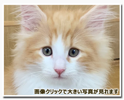 ノルウェージャンフォレストキャット