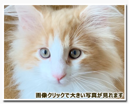 ノルウェージャンフォレストキャット