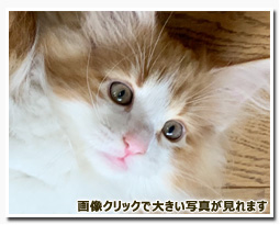 ノルウェージャンフォレストキャット