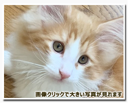 ノルウェージャンフォレストキャット