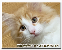 ノルウェージャンフォレストキャット