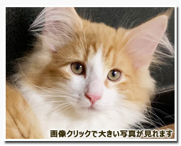 ノルウェージャンフォレストキャット