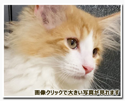 ノルウェージャンフォレストキャット