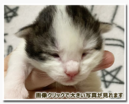 ノルウェージャンフォレストキャット