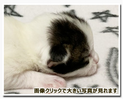 ノルウェージャンフォレストキャット