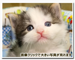 ノルウェージャンフォレストキャット