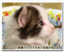 ノルウェージャンフォレストキャット