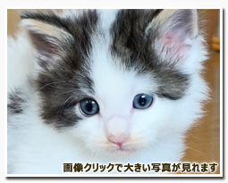 ノルウェージャンフォレストキャット