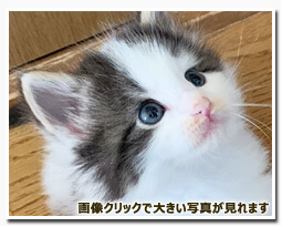 ノルウェージャンフォレストキャット