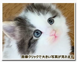 ノルウェージャンフォレストキャット