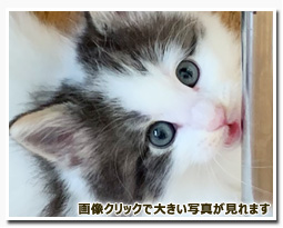 ノルウェージャンフォレストキャット