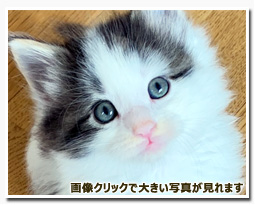 ノルウェージャンフォレストキャット