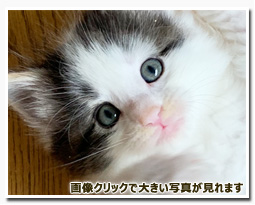 ノルウェージャンフォレストキャット