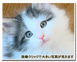 ノルウェージャンフォレストキャット