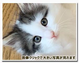 ノルウェージャンフォレストキャット