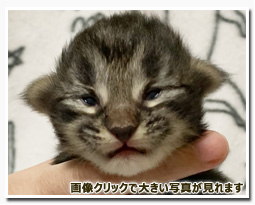 ノルウェージャンフォレストキャット