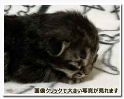 ノルウェージャンフォレストキャット