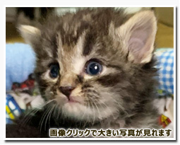 ノルウェージャンフォレストキャット