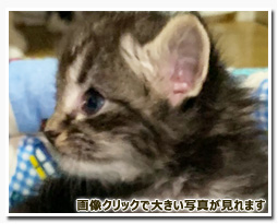 ノルウェージャンフォレストキャット