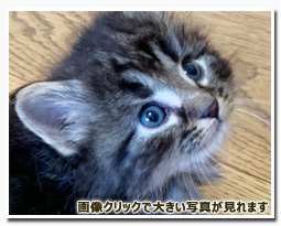 ノルウェージャンフォレストキャット