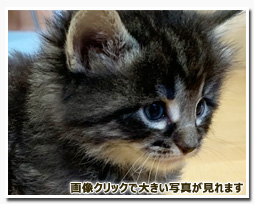 ノルウェージャンフォレストキャット