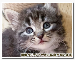 ノルウェージャンフォレストキャット