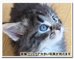 ノルウェージャンフォレストキャット