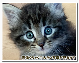 ノルウェージャンフォレストキャット