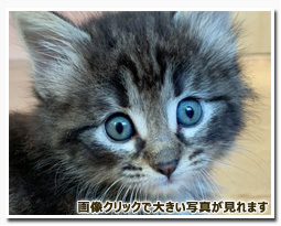 ノルウェージャンフォレストキャット