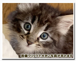 ノルウェージャンフォレストキャット