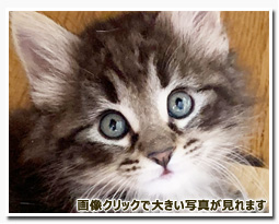 ノルウェージャンフォレストキャット