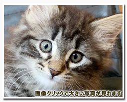 ノルウェージャンフォレストキャット