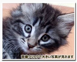 ノルウェージャンフォレストキャット