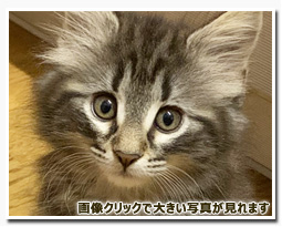 ノルウェージャンフォレストキャット