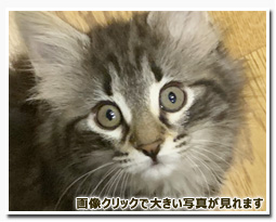 ノルウェージャンフォレストキャット