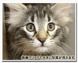 ノルウェージャンフォレストキャット