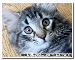 ノルウェージャンフォレストキャット