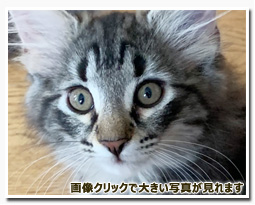 ノルウェージャンフォレストキャット